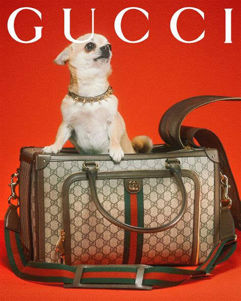 gucci softmoc colla|Gucci dog collection.